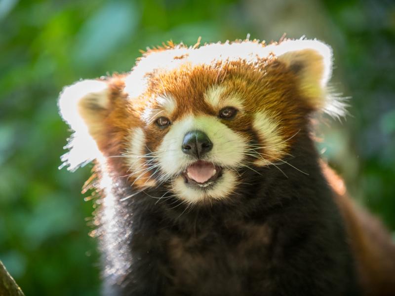 red panda Moshu outside