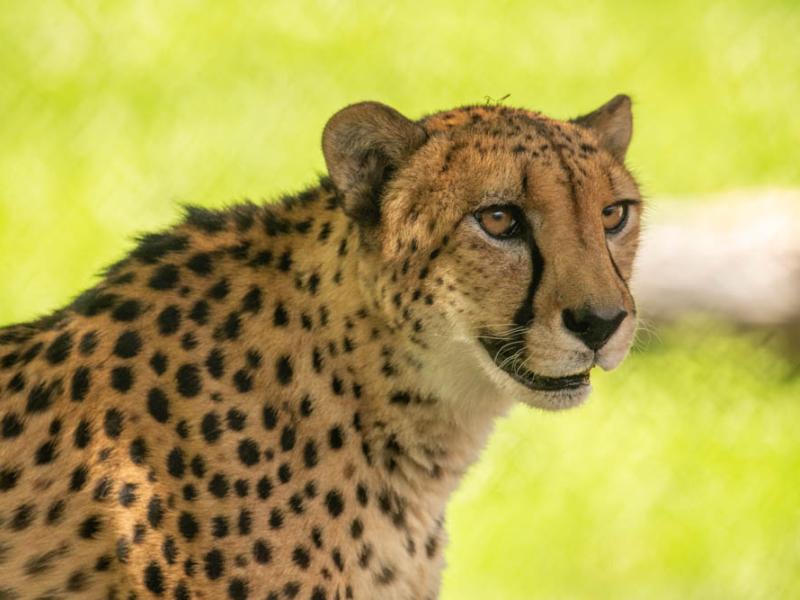 Cheetah Strike outside 