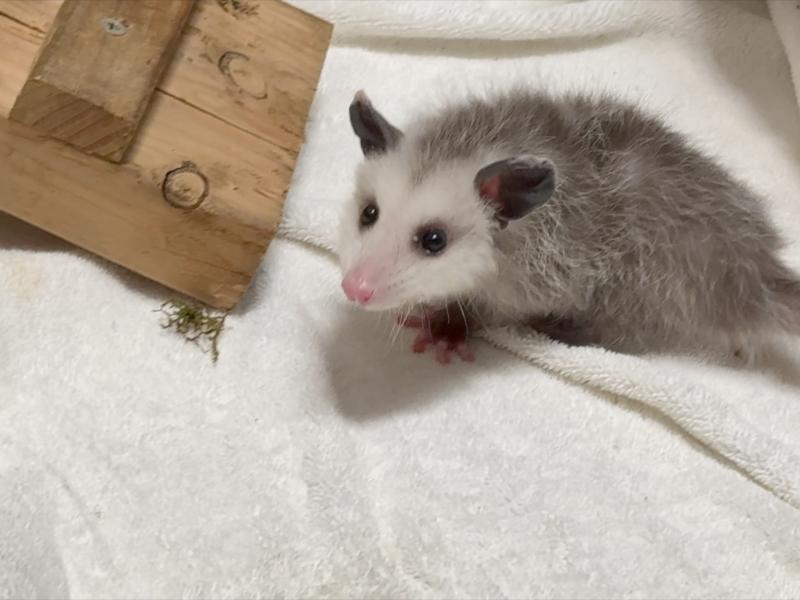 Tiny opossum on a towel inside