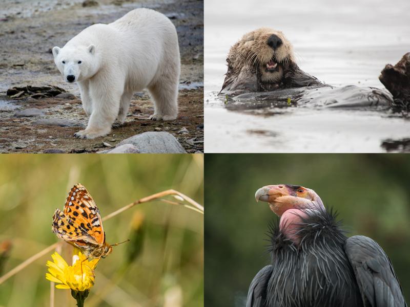 Four endangered species in a grid, polar bear, sea otter, silver spot butterfly and California condor 
