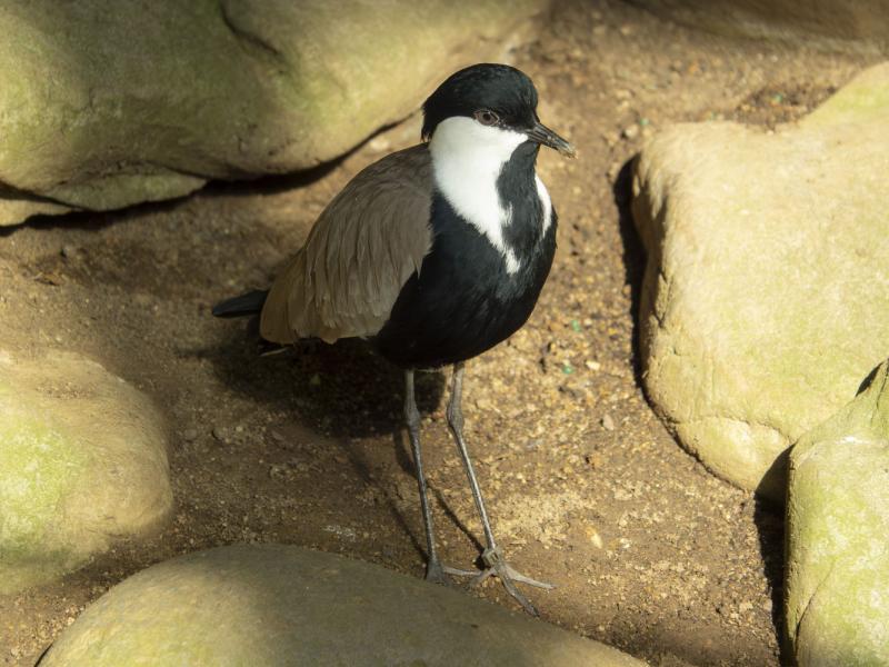 Spur-winged lapwing standing among rocks.
