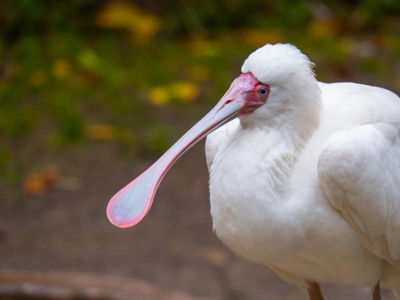 An African spoonbill posing in profile.