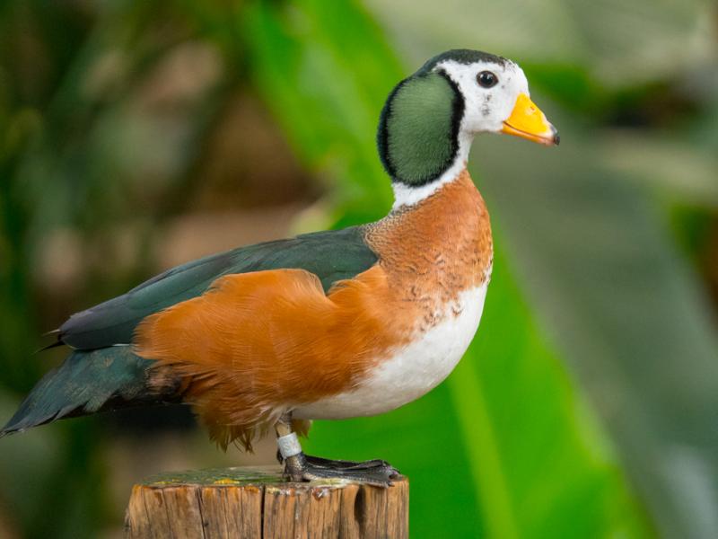 An African pygmy goose standing.