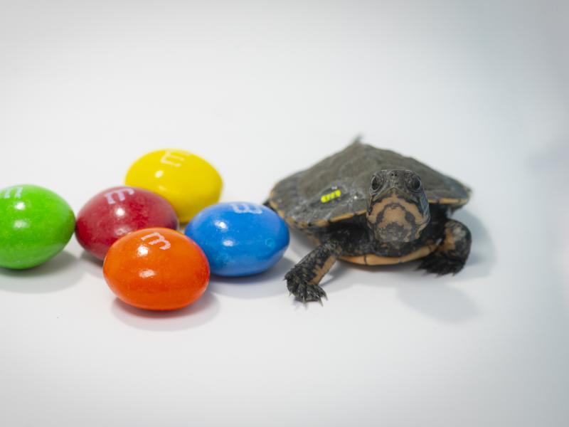 A turtle next to some M&Ms 