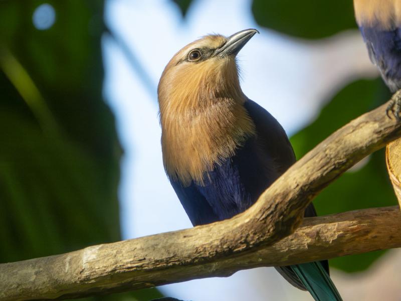 A blue-bellied roller stands on a tree branch.