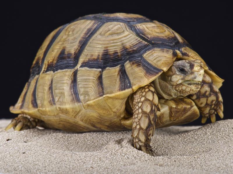 An Egyptian tortoise walking on sand.