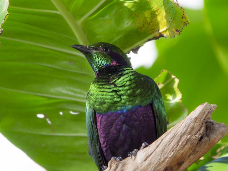 An emerald starling standing on a tree branch.