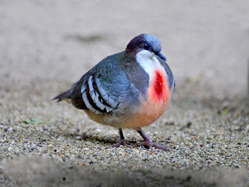 A Luzon bleeding-heart dove standing on sand.