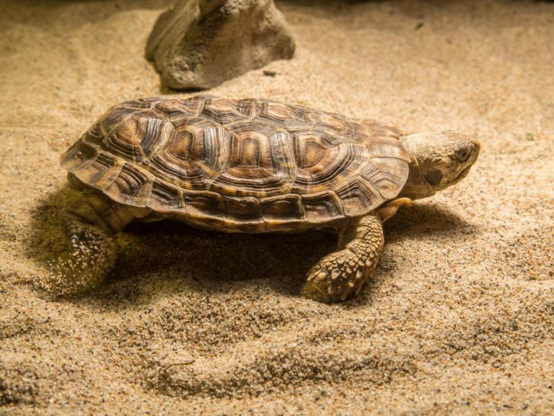 A pancake tortoise walking in sand.
