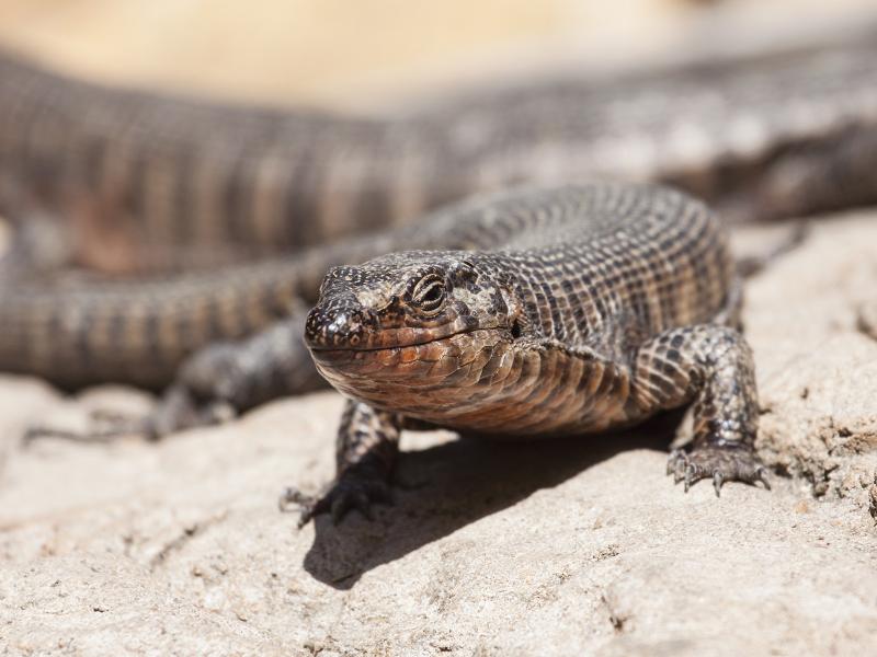 An African plated lizard on a rock.