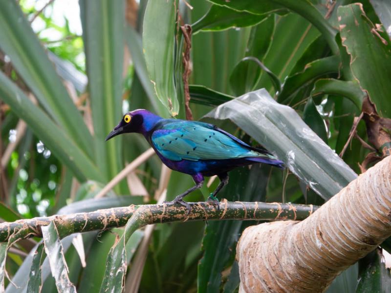 A purple glossy starling standing on a tree branch.