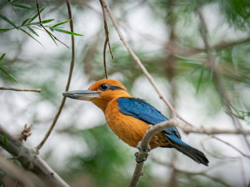 A sihek kingfisher standing on a tree branch.