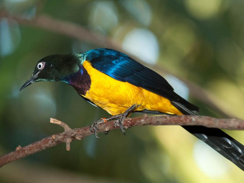 A golden-breasted starling perched on a tree branch.