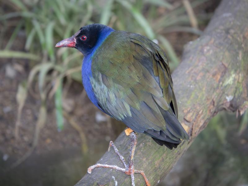 An Allen's gallinule standing on a tree branch.