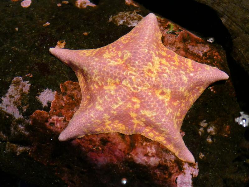 A bat sea star on a rock underwater.