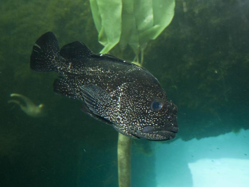 A blue rockfish swimming.