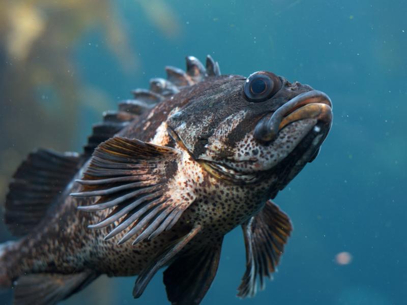 A brown rockfish swimming.