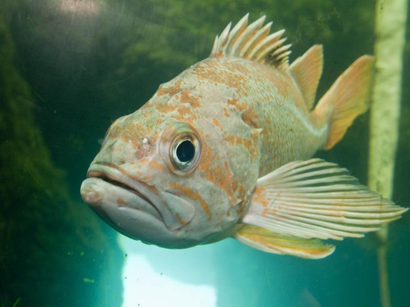 A canary rockfish swimming.