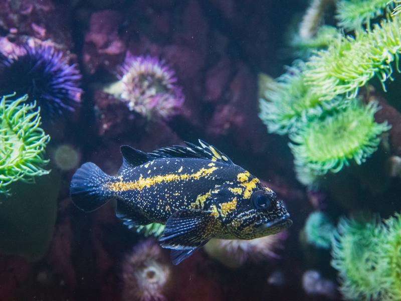 A China rockfish swimming near coral.