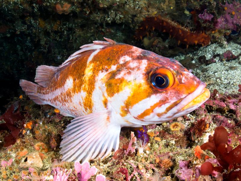 A copper rockfish swimming near rocks and coral.