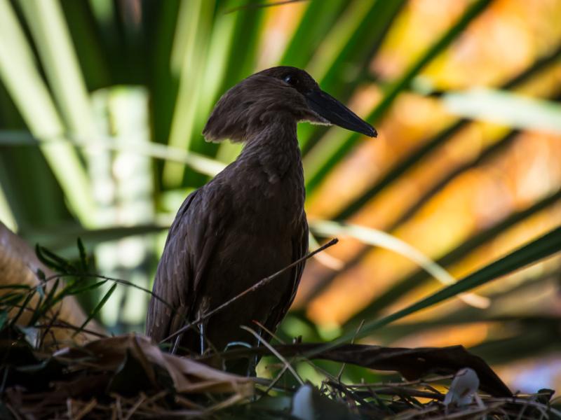 A hamerkop standing on vegetation