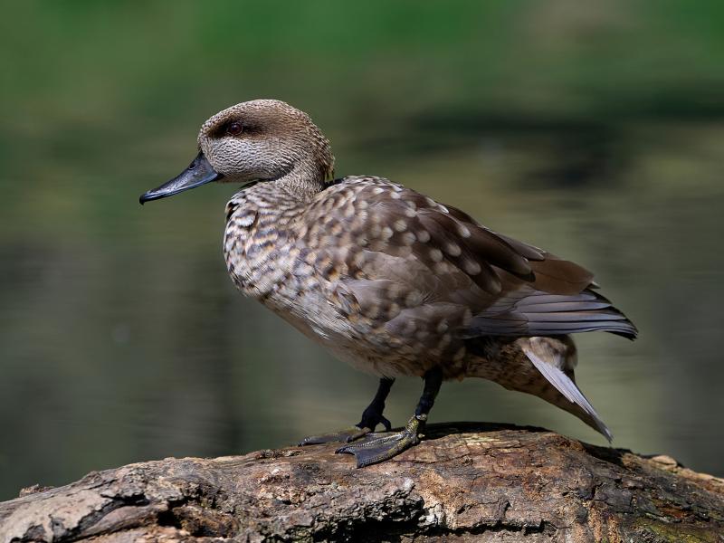A marbled teal duck standing on a log.