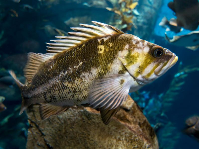 A quillback rockfish swimming.