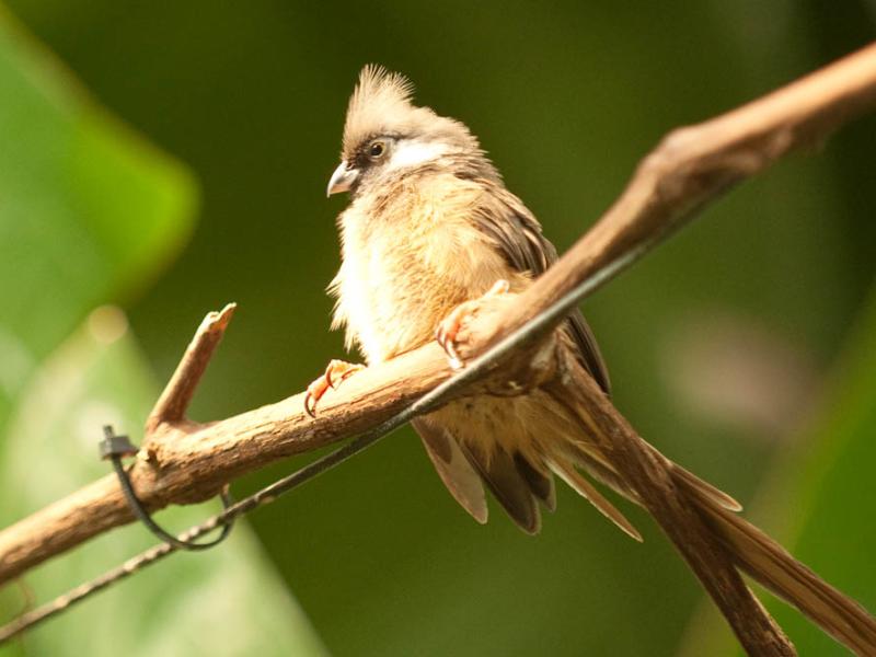 A speckled mousebird perched on a tree branch.