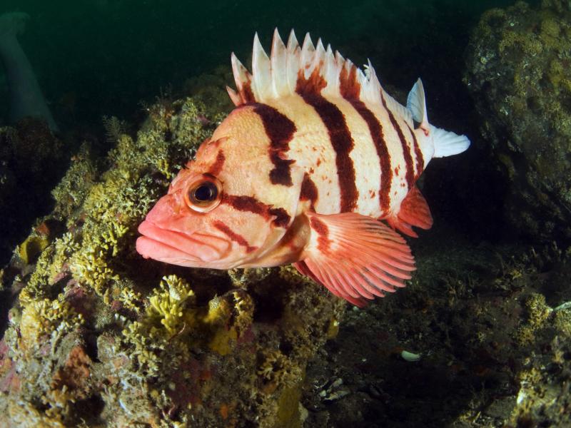 A tiger rockfish swimming near rocks.