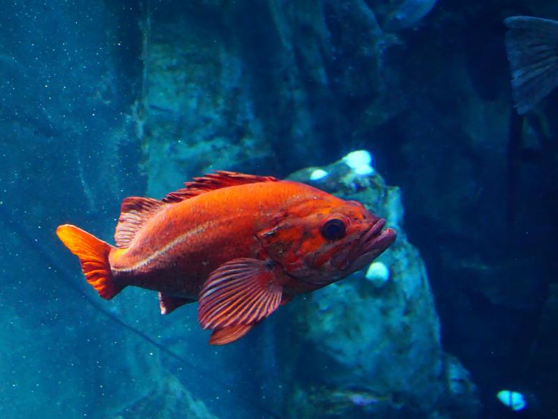 A vermilion rockfish swimming.