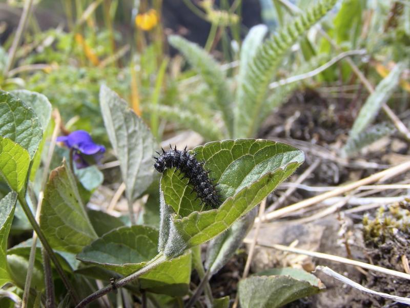 Oregon silverspot butterfly larvae on leaf in meadow