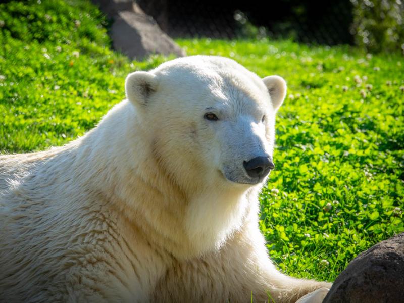 Polar bear Amelia Gray lays outside in green grass