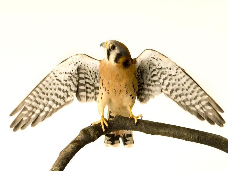 An American kestrel perched on a tree limb with wings outstretched.