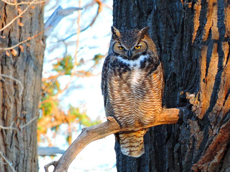 A great horned owl perched on a tree branch.