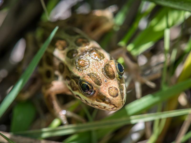 A northern leopard frog standing in grass.