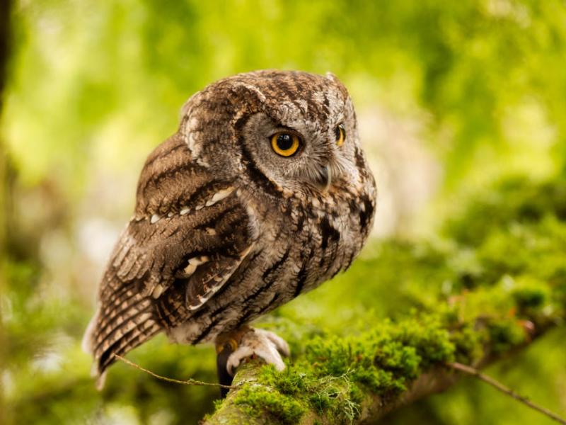 A western screech owl perched on a mossy tree branch.
