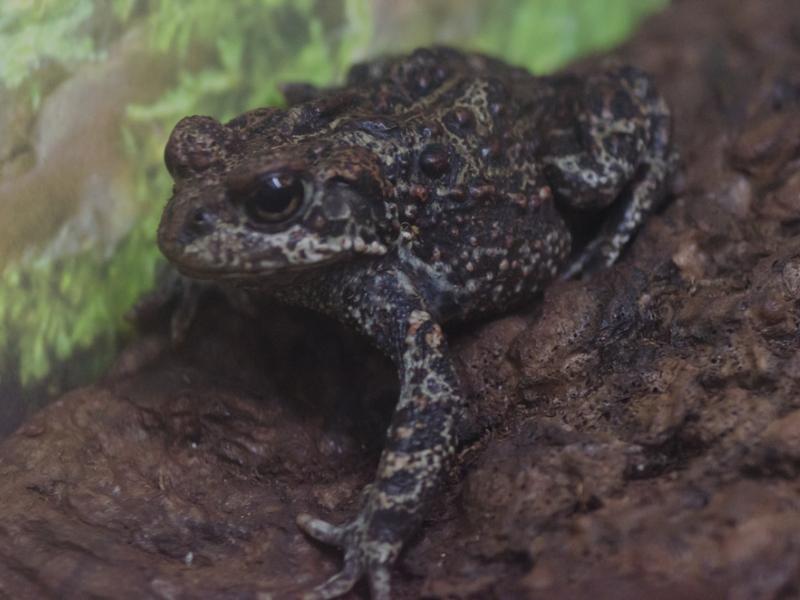 A western toad on a log.