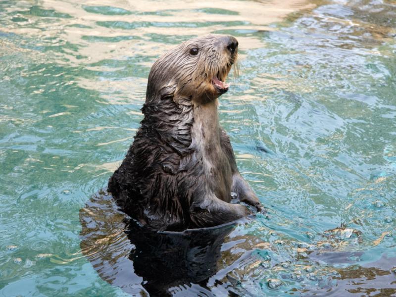 Juno the otter standing in water with mouth open.
