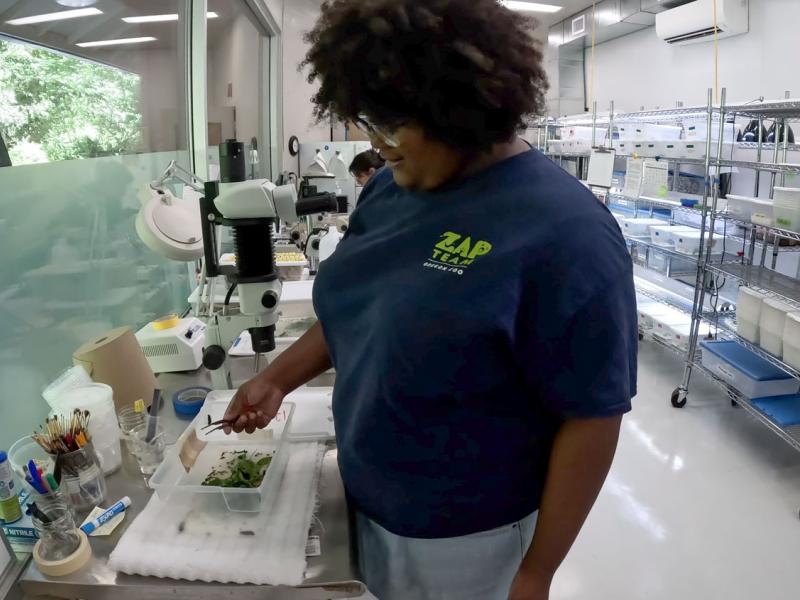 ZAP Kendell Brown works in the butterfly lab