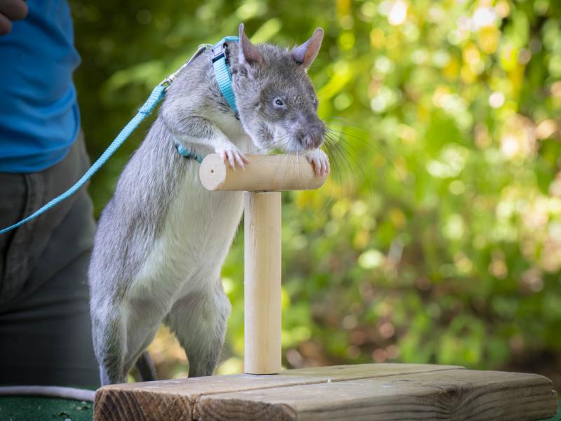 Pouched rat on a perch wearing a harness