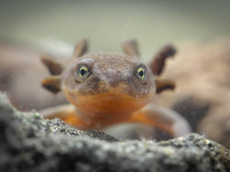A Mazama newt, facing forward, looking straight ahead.