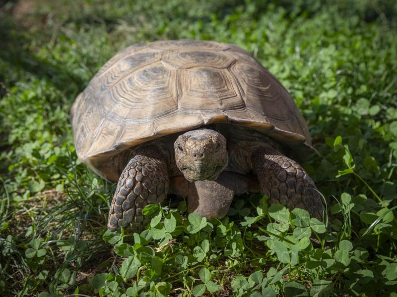 A desert tortoise standing in grass