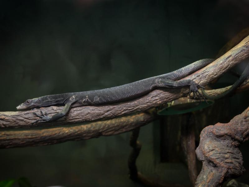 A black tree monitor lizard lying on a tree branch.
