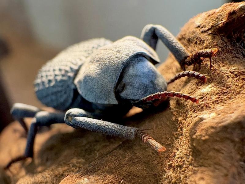 A blue death-feigning beetle up close.