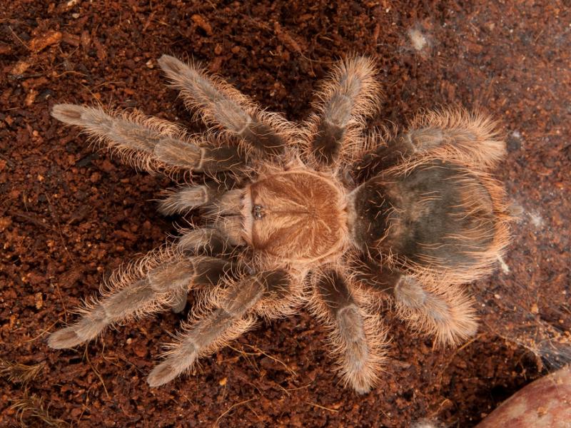 A curlyhair tarantula on the ground.