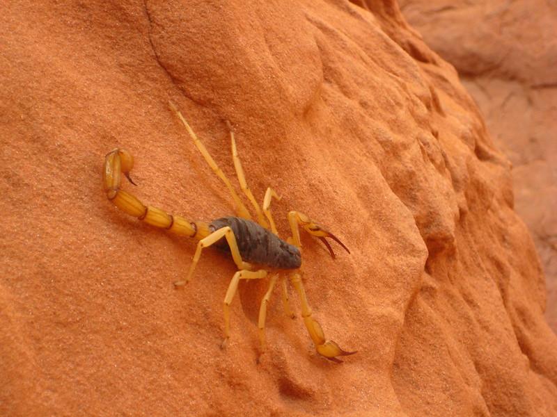 A desert hairy scorpion standing on a rock face.