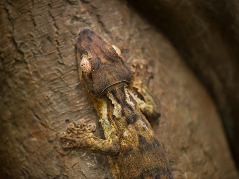 A Henkel's leaf-tailed gecko on a tree limb.