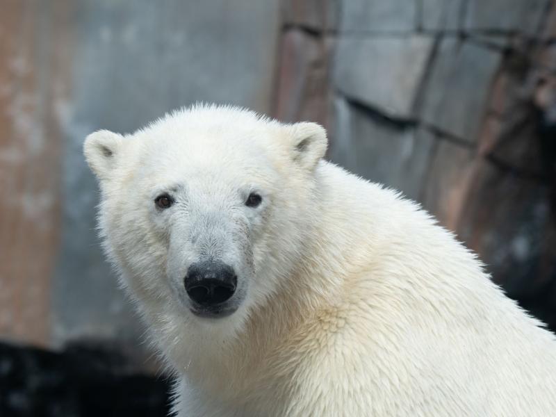 Male polar bear Kallik 