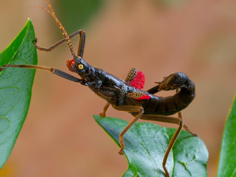 A black beauty walking insect climbing on tree leaves.
