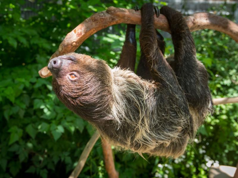 A two toed sloth hanging from a tree limb.